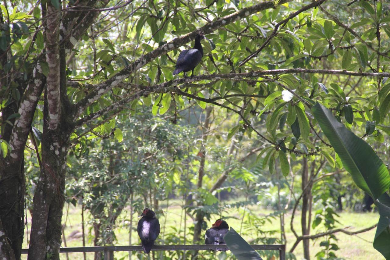 Horquetas River Lodge ซาราปิกี ภายนอก รูปภาพ