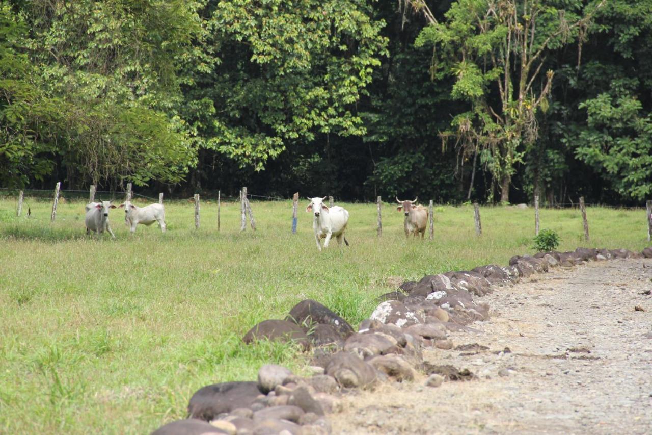 Horquetas River Lodge ซาราปิกี ภายนอก รูปภาพ