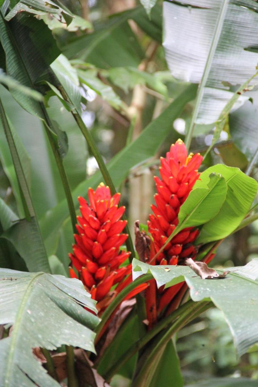 Horquetas River Lodge ซาราปิกี ภายนอก รูปภาพ
